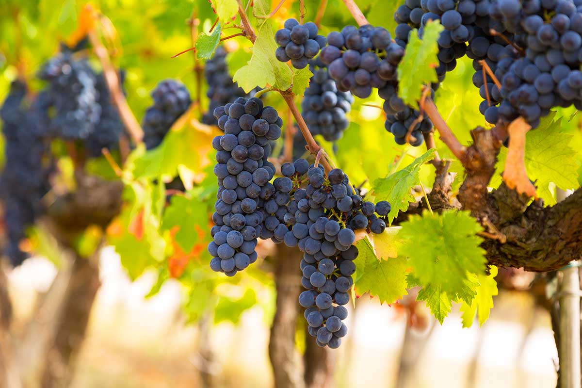 Uvas Videira